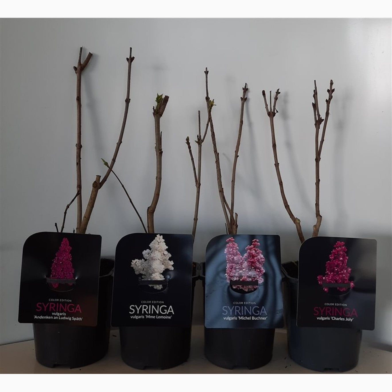 Syren (blandning); – Syringa vulgaris Mix - C2 30-40 CM